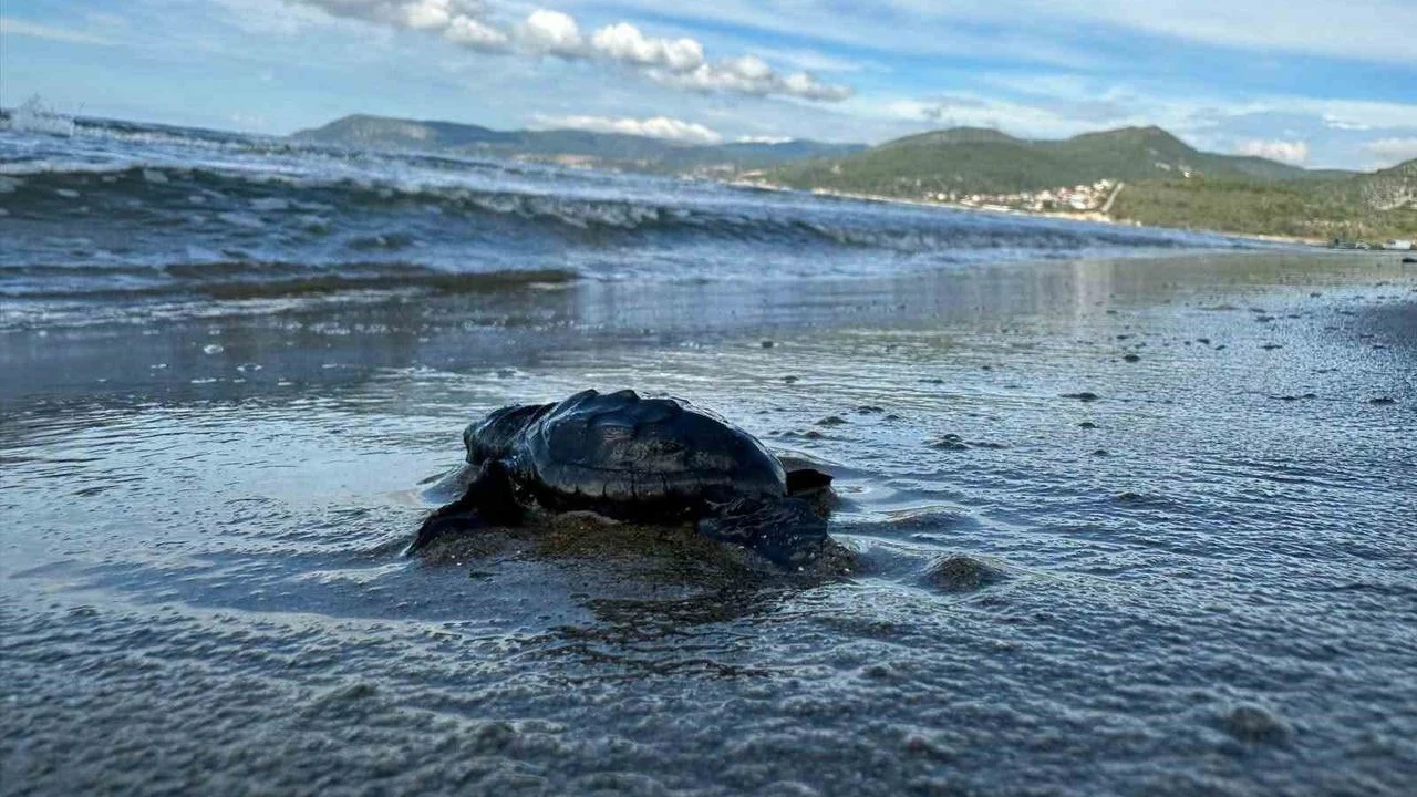 Aydın Kıyılarında Caretta Caretta Yavru Çıkışları Tamamlandı: 1110 Yavru Denize Ulaştı
