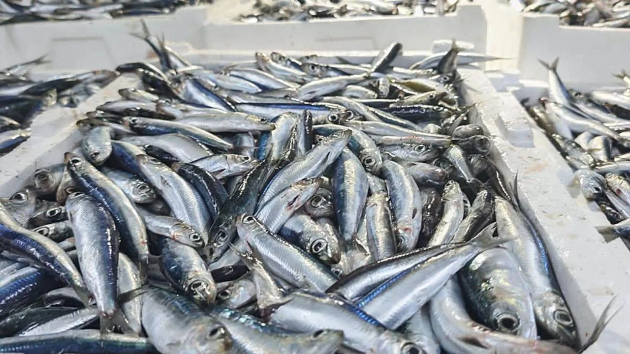 Didim'de Su Ürünleri Avcılığına Sıkı Denetim: Hamsi Kotası Kontrol Ediliyor
