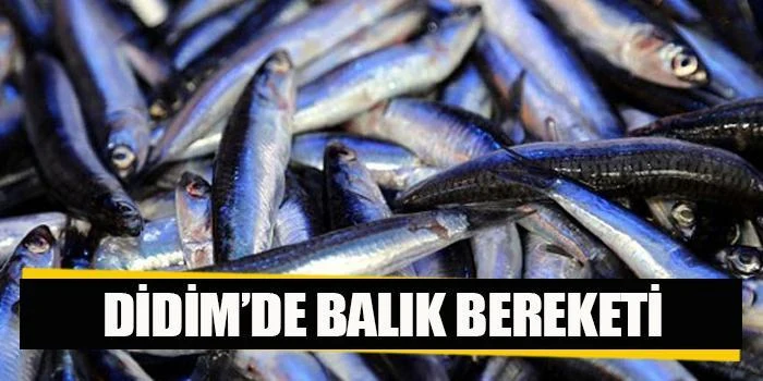 Didim'de Balık Bereketi: Balıkçılar Dolu Ağlarla Dönüyor 2019