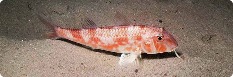 Barbun Balığı