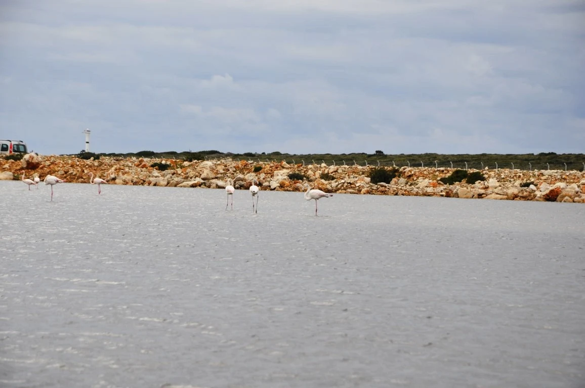 Didim Fener Koyun'da Flamingolar