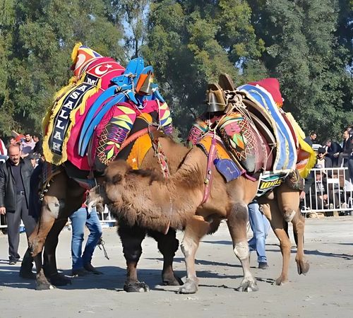 Didim Deve Güreşleri Festivali Renkli Görüntülere Sahne Oldu 2025