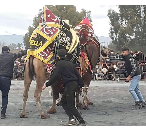 Didim Deve Güreşleri Festivali