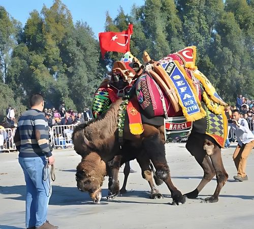 Didim Deve Güreşleri Festivali