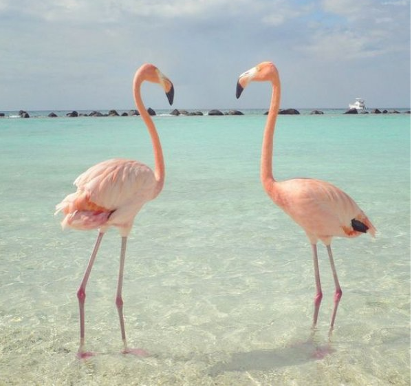 Didim Fener Koyunda Flamingolardan Güzel Görüntüler