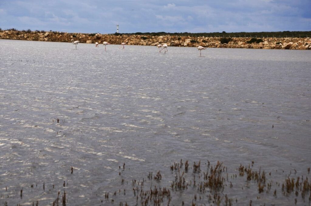 Fener Koyu Flamingolar (2)