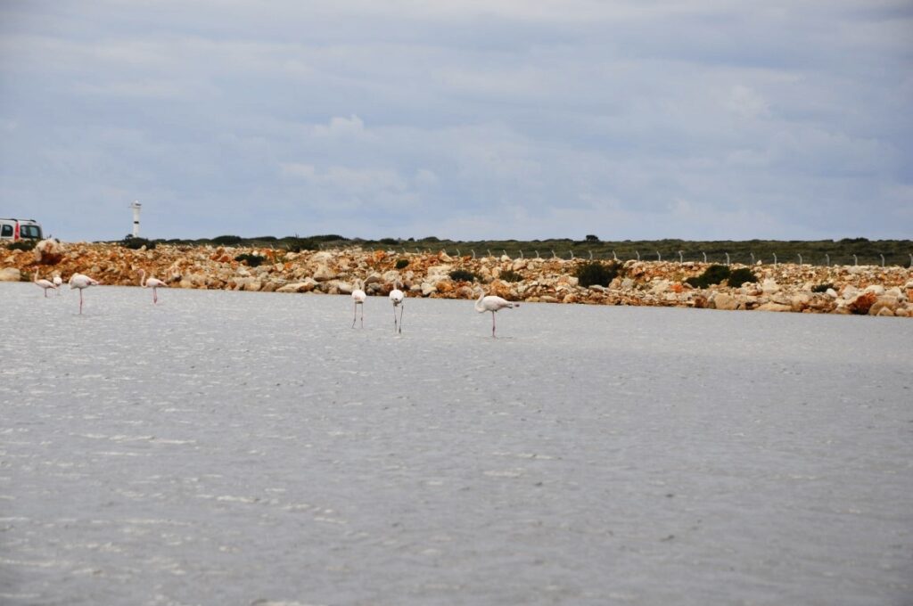 Fener Koyu Flamingolar (3)