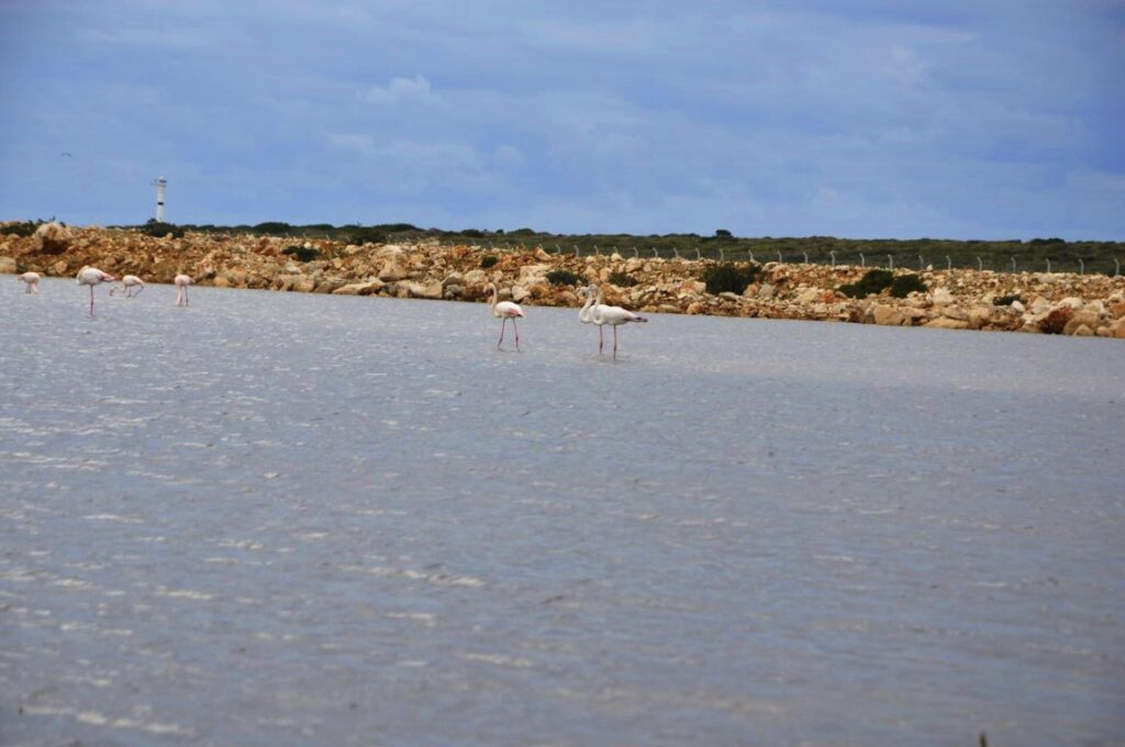 Fener Koyu Flamingolar (4)