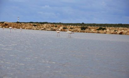 Fener Koyu Flamingolar