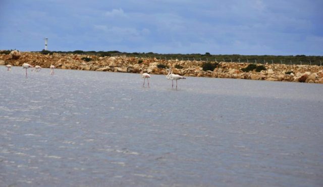 Fener Koyu Flamingolar