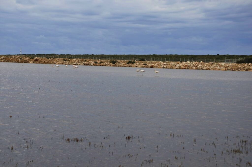Fener Koyu Flamingolar (5)